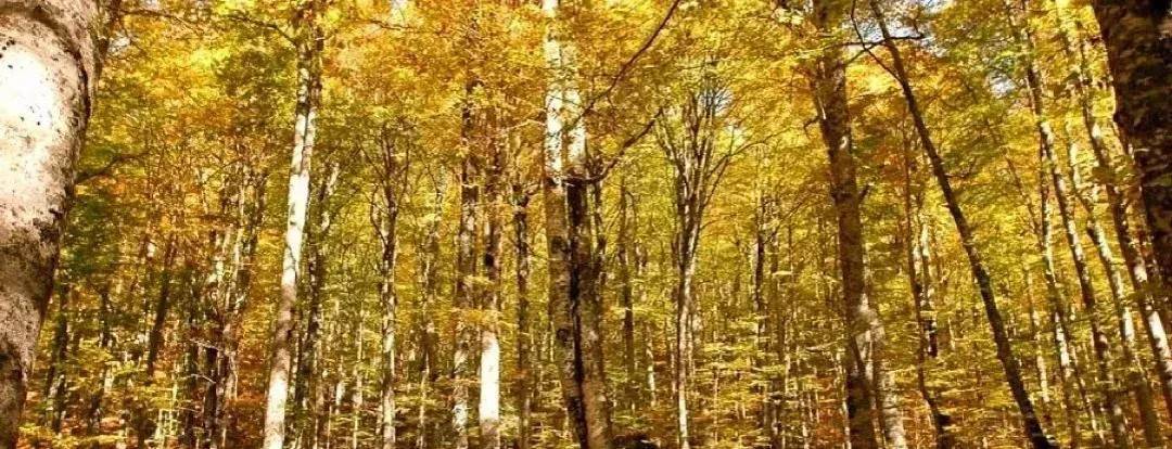 Лісова ділянка 22,8 сотки, село Мільєвич, громада Голубац
