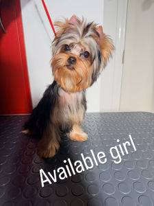 Yorkshire Terrier — Novi Sad